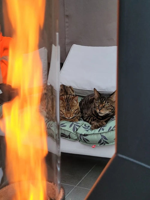 Twee katten liggen op een loungebed vlak achter de brandende glasbuis van een Flamesa pelletkachel